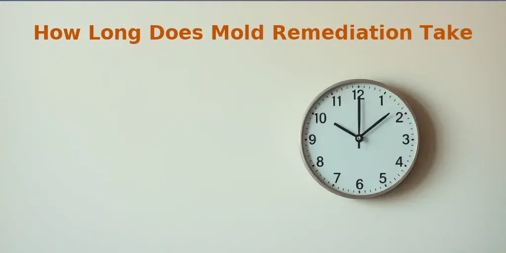 How Long Does Mold Remediation Take?